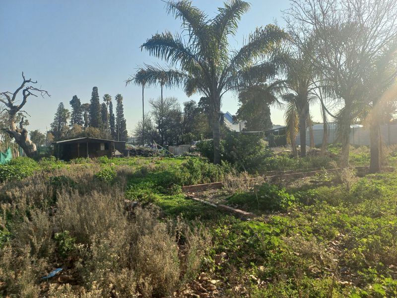 A view of a residential garden plot featuring mature palm trees, overgrown vegetation, and a small wooden shed structure.