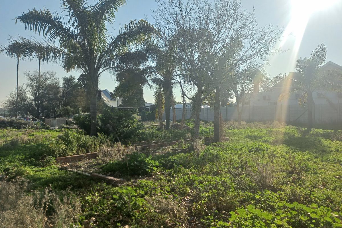 A vacant residential plot featuring mature palm trees, overgrown ground cover, and existing perimeter boundary walls, offering a blank canvas for development.