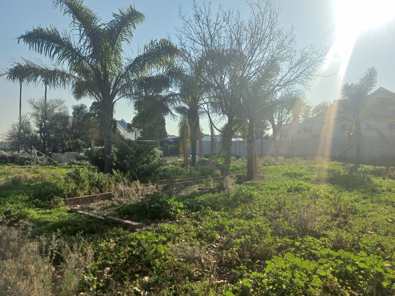 A vacant residential plot featuring mature palm trees, overgrown ground cover, and existing perimeter boundary walls, offering a blank canvas for development.