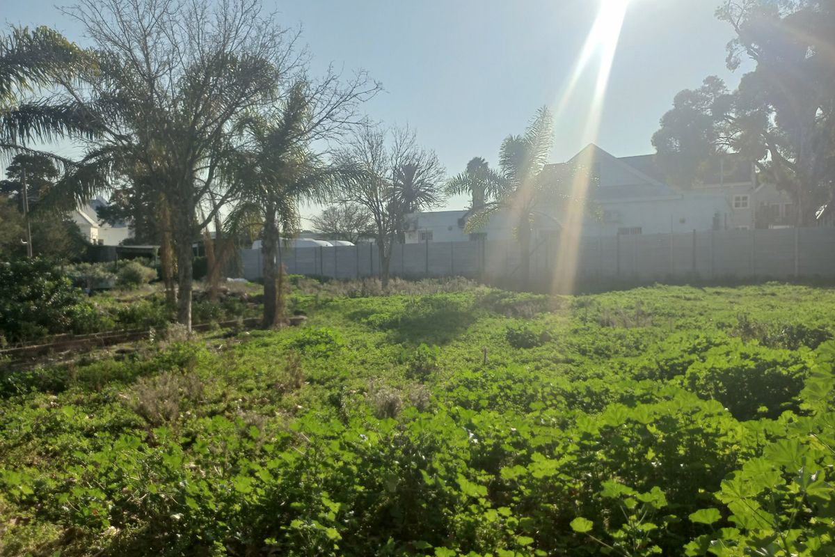 A vacant residential plot featuring mature palm trees and a precast concrete boundary wall, offering a blank canvas for development.