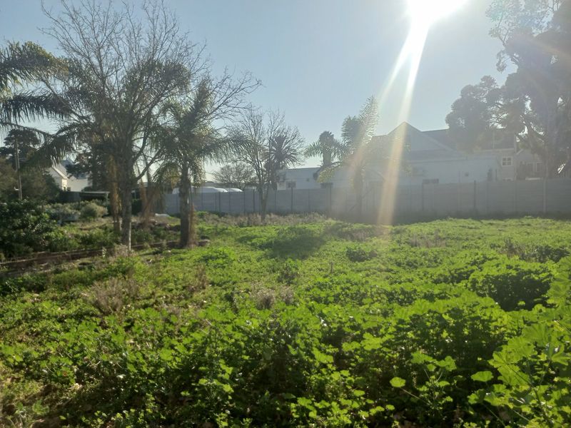 A vacant residential plot featuring mature palm trees and a precast concrete boundary wall, offering a blank canvas for development.