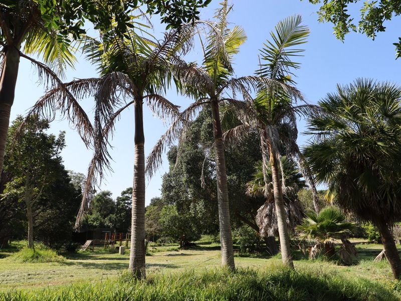 A spacious, established garden area featuring mature palm trees and a large lawn, offering a natural and serene outdoor setting on the farm property.