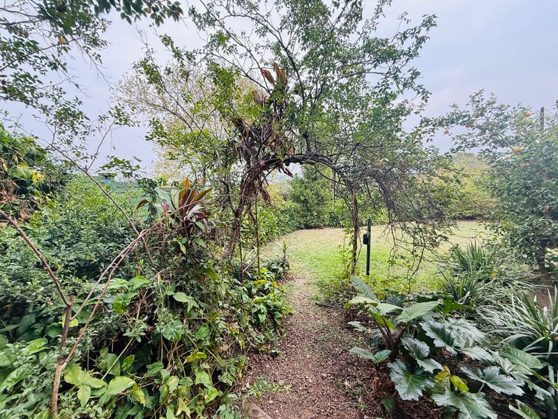 A view of a mature, overgrown garden featuring a natural pathway, established trees, and a lawn area.