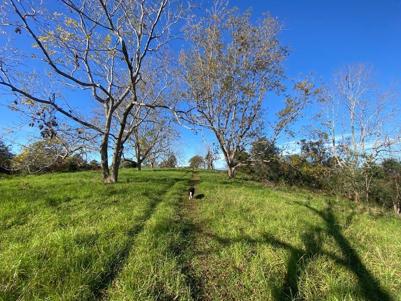 A wide-angle view of a grassy outdoor area featuring mature trees under a clear blue sky.