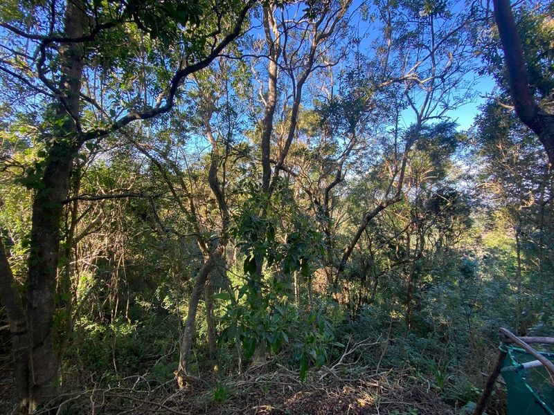 A view of dense, mature trees and natural vegetation surrounding the property, providing a private and leafy outlook.