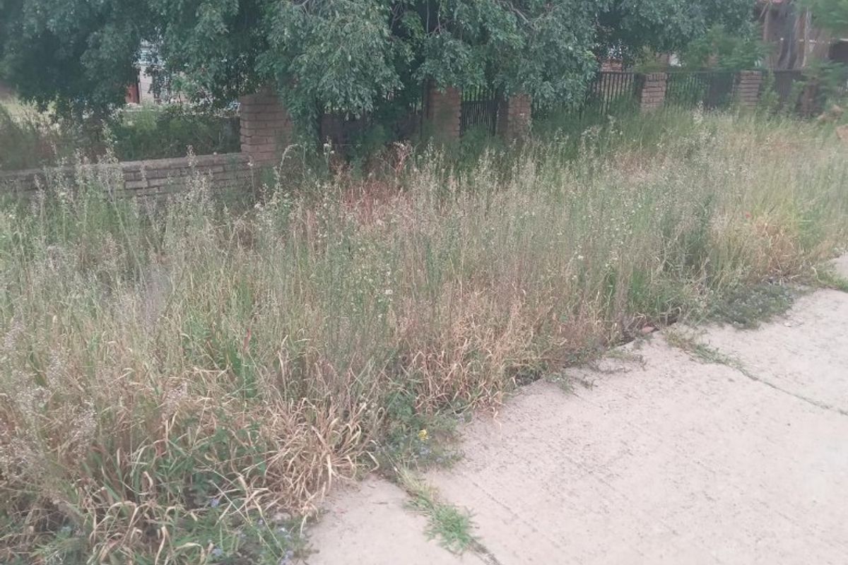A view of the property frontage featuring a brick boundary wall and concrete pavement, currently obscured by significant overgrown vegetation.