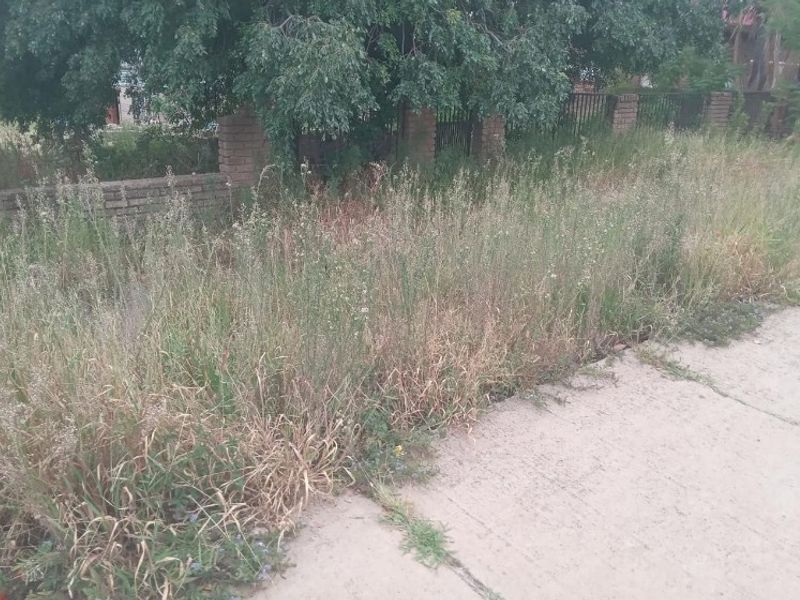 A view of the property frontage featuring a brick boundary wall and concrete pavement, currently obscured by significant overgrown vegetation.