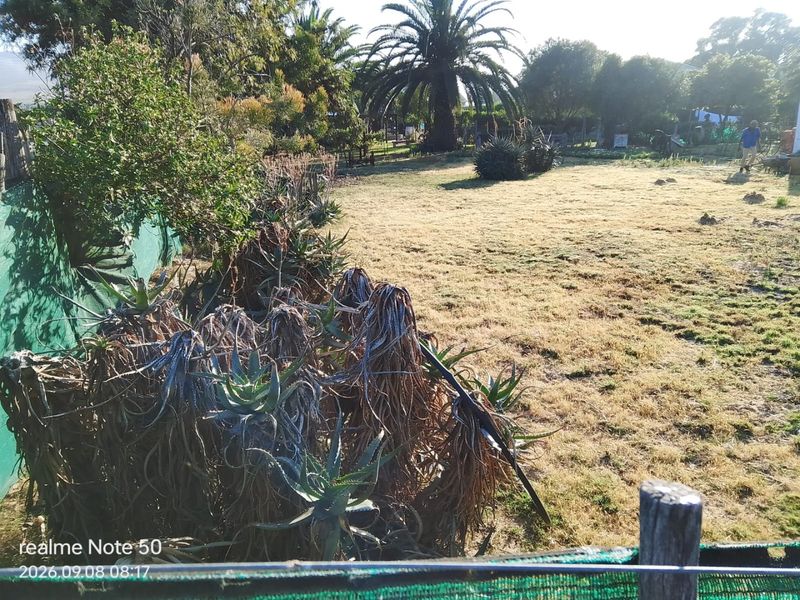 A view of a residential garden area featuring established palm trees, aloe plants, and a large open lawn space.