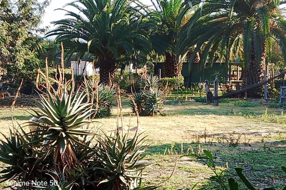 A view of a residential garden featuring mature palm trees and established aloe plants on a vacant residential plot.