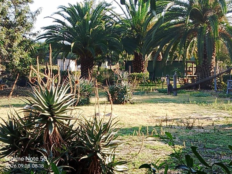 A view of a residential garden featuring mature palm trees and established aloe plants on a vacant residential plot.