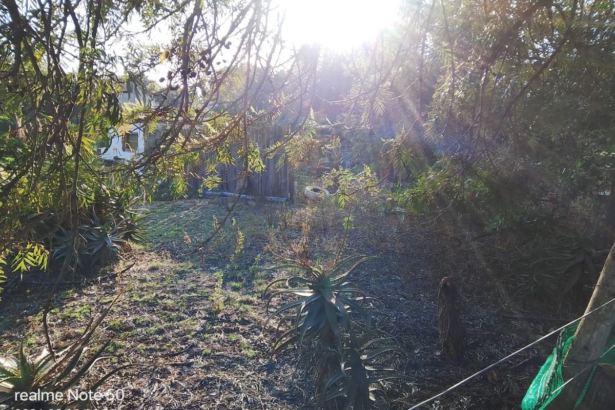 An overgrown residential garden area featuring mature trees, established aloe plants, and perimeter wire fencing.