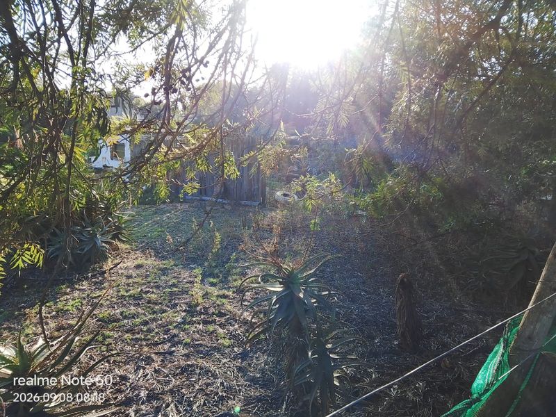 An overgrown residential garden area featuring mature trees, established aloe plants, and perimeter wire fencing.