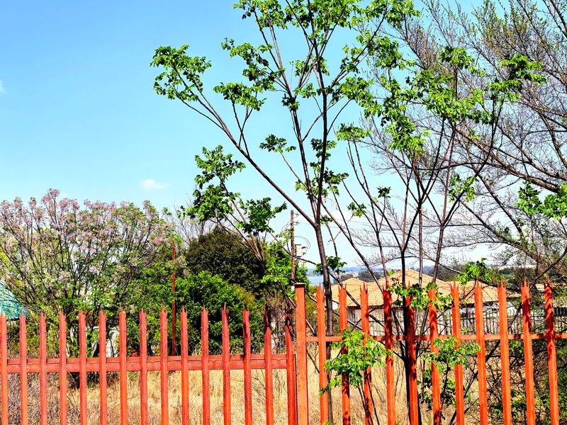 A view of a residential plot featuring mature trees and red metal palisade fencing against a clear blue sky.