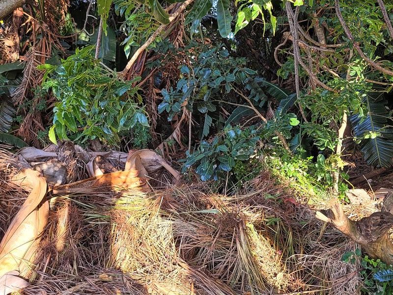 A view of a densely overgrown garden area featuring mature trees and significant accumulation of dry organic garden debris.