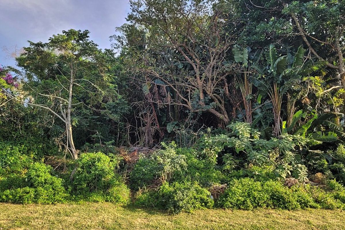 A view of a densely vegetated garden area featuring mature trees and established shrubs on a residential plot.