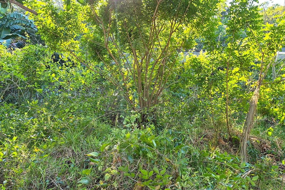 A view of a densely overgrown garden area featuring mature trees and thick natural vegetation.