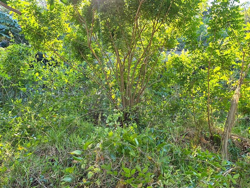 A view of a densely overgrown garden area featuring mature trees and thick natural vegetation.
