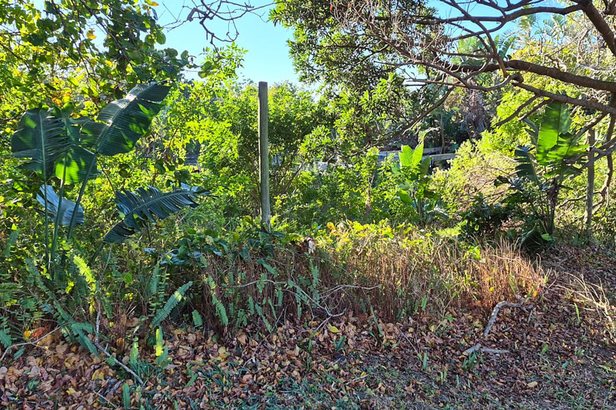 A view of a dense, overgrown garden area featuring mature trees and established vegetation.