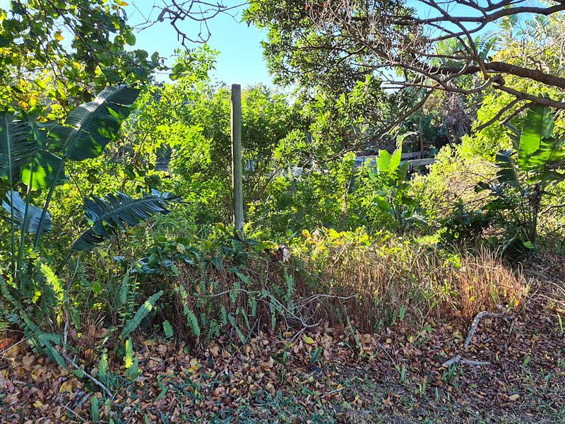 A view of a dense, overgrown garden area featuring mature trees and established vegetation.