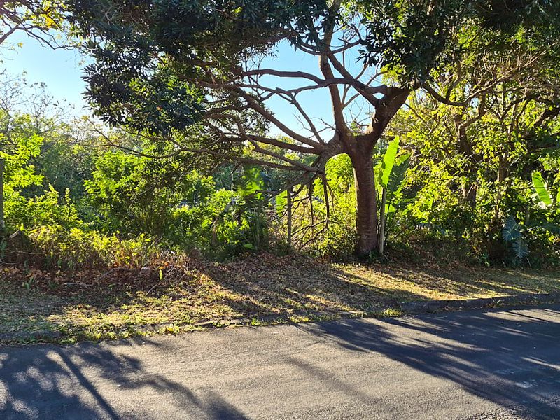 A view of the street frontage featuring mature trees and established perimeter fencing along the property boundary.