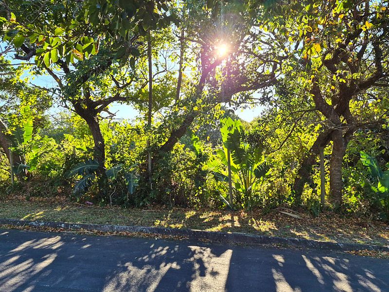 A street-level view of the property frontage featuring mature trees and established landscaping along the roadside.