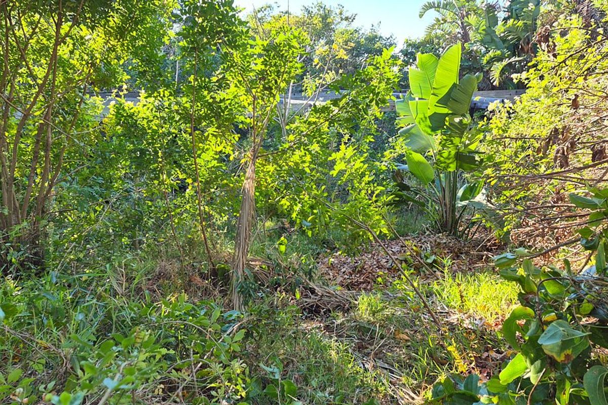 A view of an overgrown garden area with dense trees and shrubs requiring significant landscaping and maintenance.