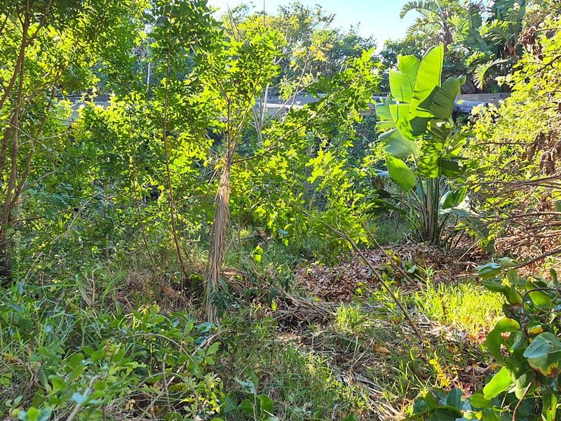 A view of an overgrown garden area with dense trees and shrubs requiring significant landscaping and maintenance.