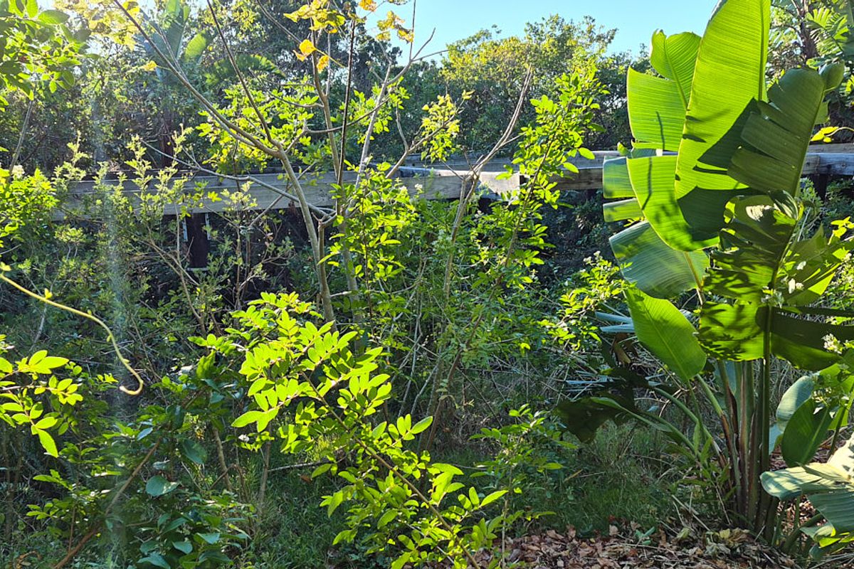 A view of a heavily overgrown garden area featuring dense foliage and a partially visible, weathered retaining wall structure.