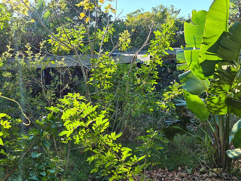 A view of a heavily overgrown garden area featuring dense foliage and a partially visible, weathered retaining wall structure.