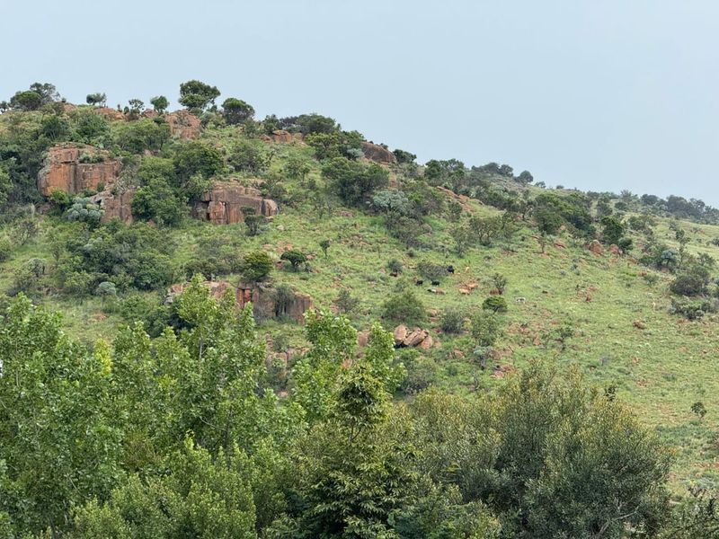 A scenic view of the natural farm landscape featuring rocky outcrops, indigenous trees, and rolling hills.
