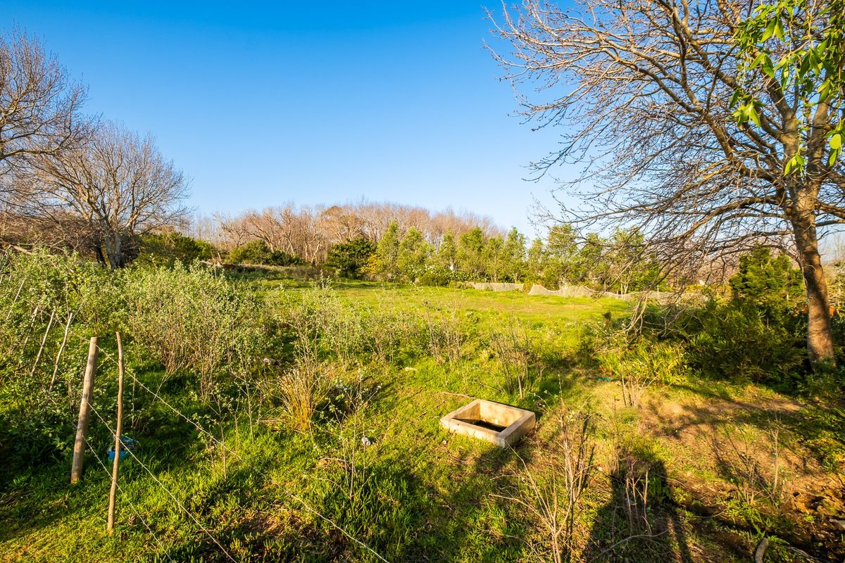 A view of a vacant residential plot featuring natural vegetation, mature trees, and a small concrete drainage structure.