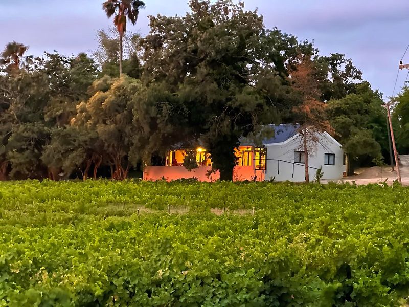 A view of a residential property nestled behind a lush vineyard, featuring mature trees and warm exterior lighting at dusk.