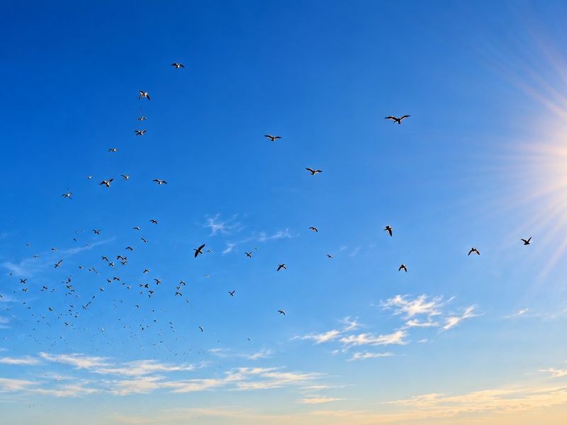 A scenic view of a bright blue sky with the sun shining and a flock of birds flying.