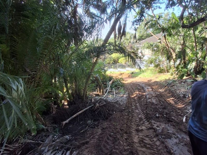 A view of a heavily wooded and muddy residential plot with dense vegetation and uneven terrain.