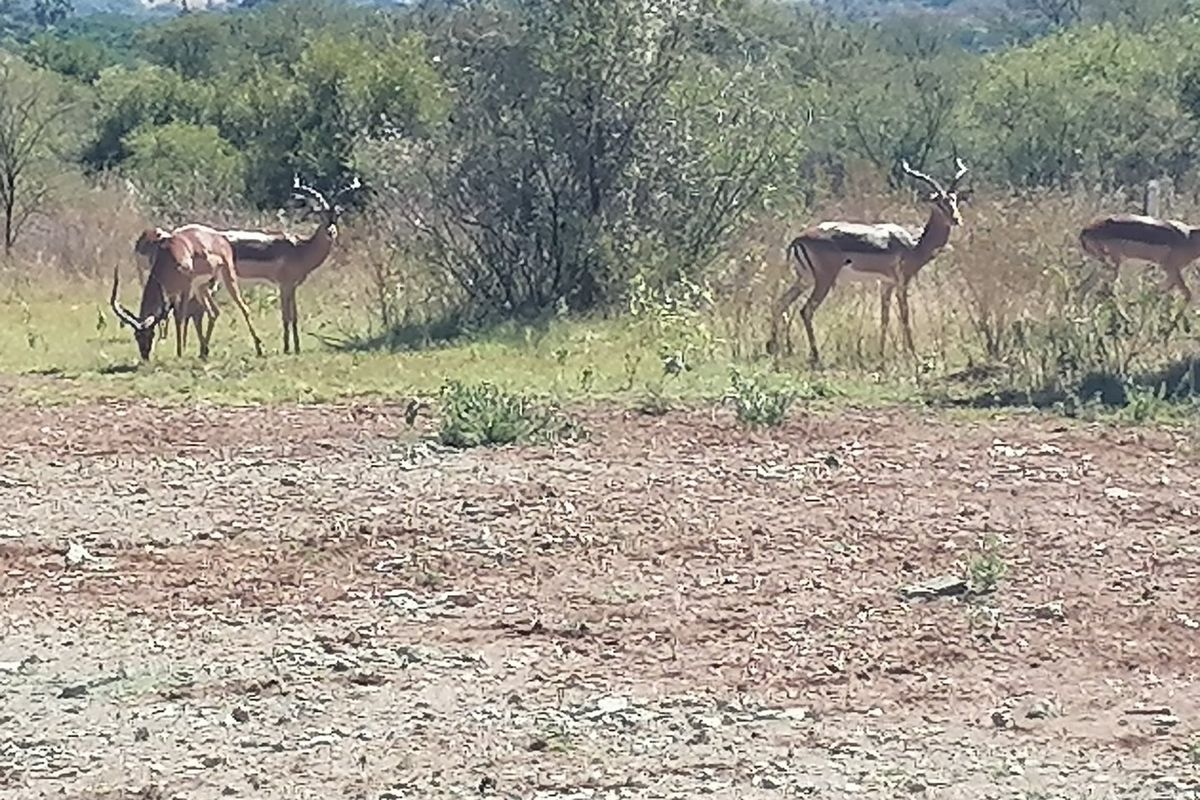 1240m2 Vacant Land in La Camargue - Photo 5