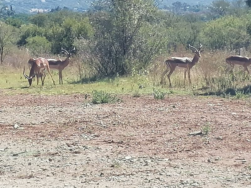 A view of the vacant residential land featuring natural bushveld vegetation and local wildlife.