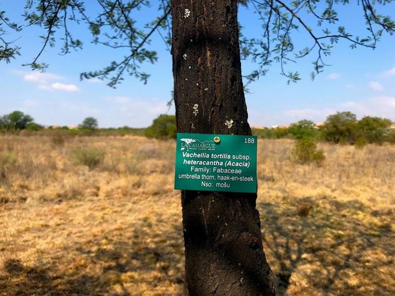 A view of a Vachellia tortilis tree on a vacant residential plot, featuring a botanical identification tag within a natural landscape setting.