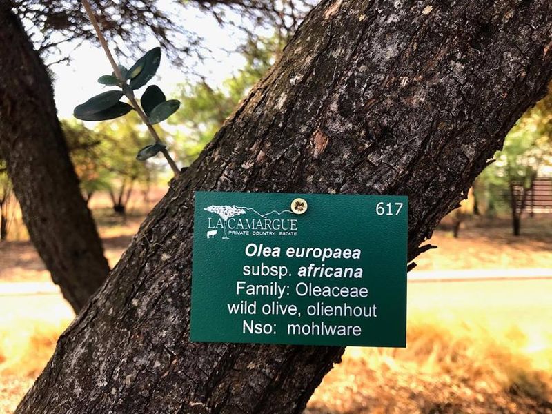 A mature wild olive tree located within the La Camargue Private Country Estate, featuring an identification tag.