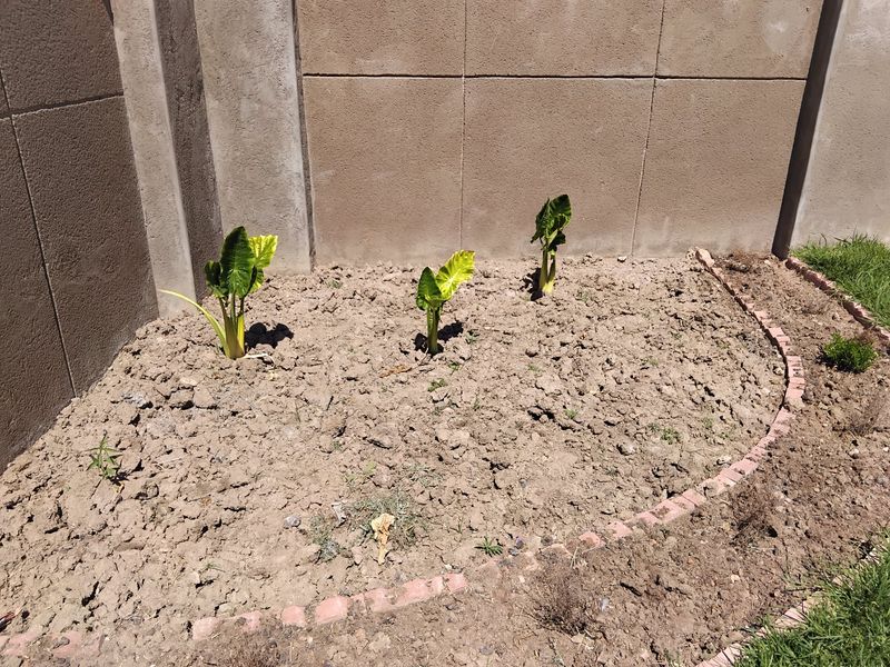 A small garden bed featuring a precast concrete boundary wall and brick edging, currently requiring landscaping and planting to improve its aesthetic appeal.