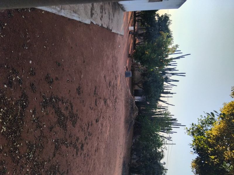A large, unpaved garden area featuring mature trees, cacti, and a concrete pathway leading toward the property.