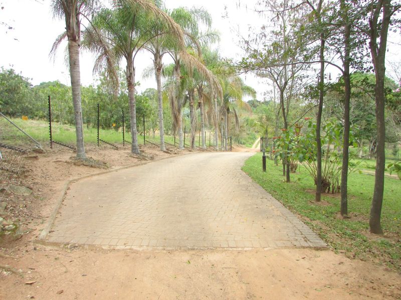 A paved driveway leading through a landscaped garden with mature palm trees and secure electric fencing on a farm property.
