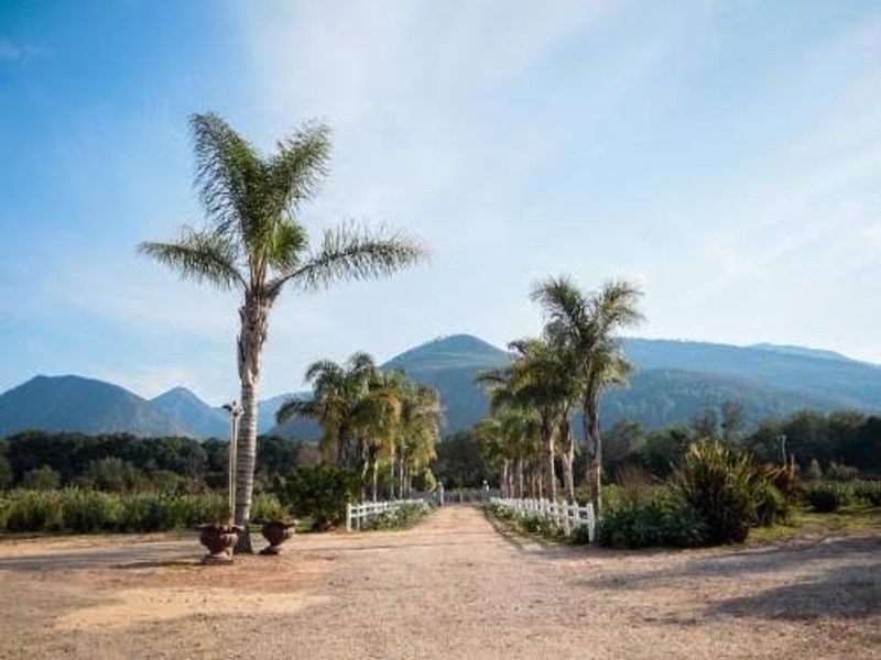 A scenic gravel driveway lined with mature palm trees and white picket fencing, leading towards a mountain landscape.