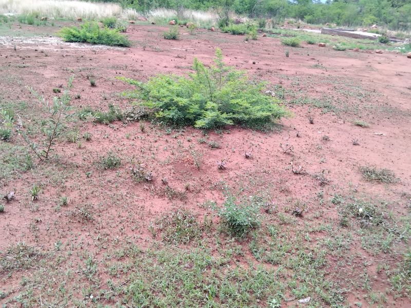 A view of an undeveloped residential plot featuring natural ground cover and sparse vegetation.