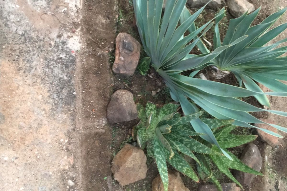 A close-up view of a garden bed featuring established succulents and decorative stone edging on a residential property.