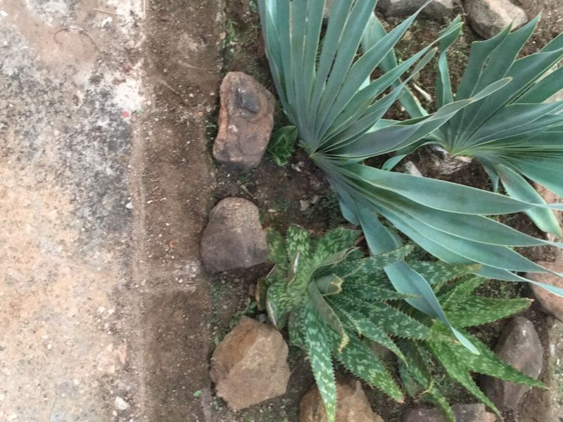 A close-up view of a garden bed featuring established succulents and decorative stone edging on a residential property.