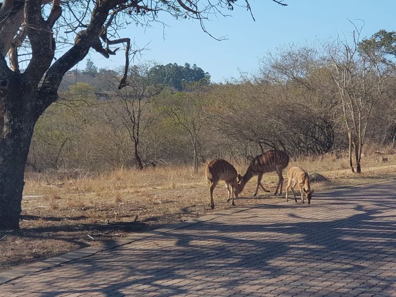 A scenic view of the property grounds featuring a paved driveway and local wildlife in a natural bushveld setting.