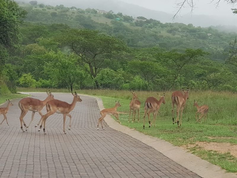 A scenic view of a paved driveway winding through a natural landscape with local wildlife, showcasing the estate's tranquil and natural surroundings.