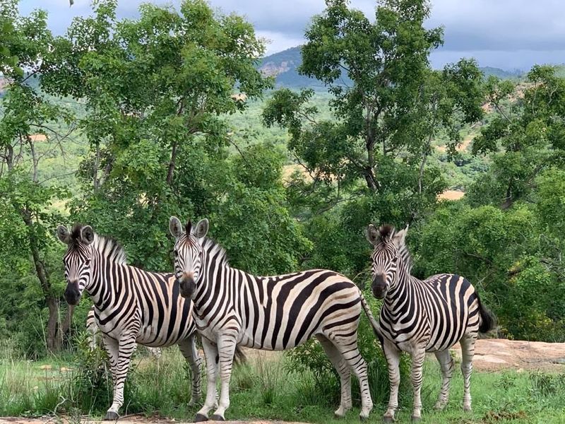A scenic view of the natural landscape featuring indigenous trees and wildlife, showcasing the property's surrounding environment.