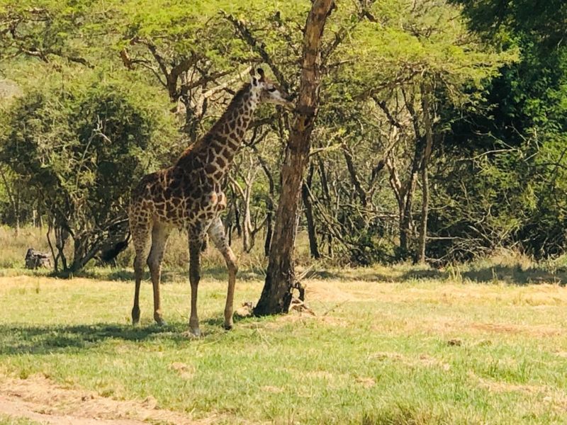 A photograph of a giraffe in a natural outdoor setting, not depicting any residential property features.