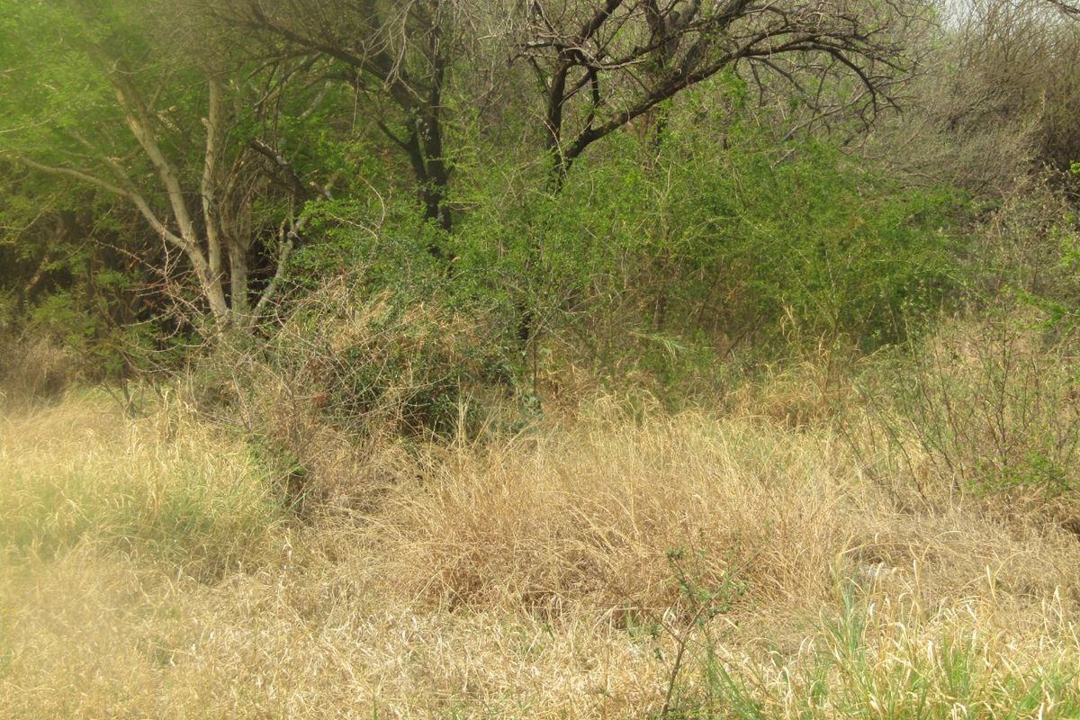 A view of the vacant residential land featuring dense native vegetation and mature trees across the plot.